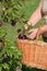 Harvested ripe burgundy Kerr chinese apples in basket