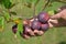 Harvested ripe burgundy Kerr chinese apples in garden