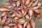 Harvested shallots (Allium ascalonicum