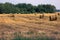 Harvested, straw rolled into rolls