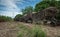 Harvested sugar cane plantation