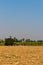 The harvested sugarcane field