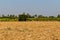 The harvested sugarcane field