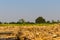 The harvested sugarcane with the growing sugarcane plant backdrop.