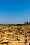 The harvested sugarcane with the growing sugarcane plant backdrop.