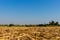 The harvested sugarcane with the growing sugarcane plant backdrop.