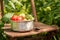 Harvested summer tomatoes in a small greenhouse