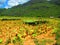 Harvested tobacco plants hanging up to dry in a field