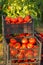 Harvested tomato in crates