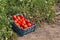 Harvested tomato harvest