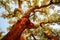 Harvested trunk of an old cork oak tree Quercus suber in evening sun, Alentejo Portugal