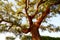 Harvested trunk of an old cork oak tree Quercus suber in evening sun, Alentejo Portugal Europe