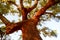 Harvested trunk of an old cork oak tree Quercus suber in evening sun, Alentejo Portugal Europe