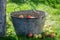 Harvested and washed apples in old metal washtub