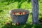 Harvested and washed apples in summer garden