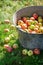 Harvested and washed apples in sunny day