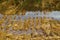 Harvested wheat field flooded after heavy rain in summer