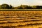 Harvested wheat field summer season landscape golden in sunset light