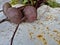 Harvested young beets on a rusty surface