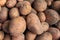 Harvested Young Fresh organic potatoes with soil. Farmers Market - Organic Potatoes