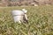 Harvester in an artichoke field