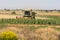 Harvester collecting wheat in summer