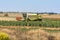 Harvester collecting wheat in summer