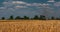 The harvester collects the crop in the field