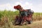 harvester cutting sugar cane on fields and agricultural under the blue sky.