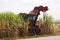 harvester cutting sugar cane on fields and agricultural under the blue sky.