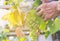 Harvester hands cutting ripe grapes on a vineyard.