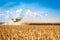 Harvester harvests ripe grain in the field