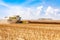 Harvester harvests ripe grain in the field