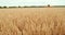 Harvester Machine To Harvest Wheat Field Working. Combine Harvester Agriculture Machine Harvesting Golden Ripe Wheat