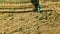 Harvester machine working in field aerial view from above, combine harvester agriculture machine harvesting ripe wheat field