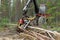 Harvester machine working in a forest, chopping young pine trees