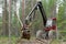 Harvester machine working in a forest, felling young trees