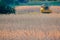 Harvester at work in the fields at sunset in Italy