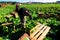 Harvesters at the chinese cabbage harvest