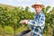 Harvesters or seasonal workers harvesting grapes