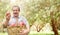 Harvesting an apples. Farmer with basket of apples in apple orchard. An elderly farmer smiling happily. Active retirement and