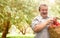 Harvesting an apples. Farmer with basket of apples in apple orchard. An elderly farmer smiling happily. Active retirement and