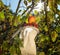 Harvesting apples with a fruit picker