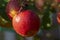 Harvesting apples in garden, autumn harvest season in fruit orchards