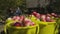 Harvesting apples. Ripe fruit is collected in a bucket.