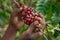 Harvesting of the Arabica coffee berry in the plantations of the western ghats of Kerala. India