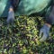 harvesting arbequina olives in an olive grove in Catalonia, Spain