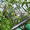 harvesting arbequina olives in an olive grove in Catalonia, Spain