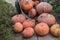 Harvesting the autumn harvest, a bunch of different sizes of pumpkins