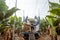 Harvesting on the banana plantation